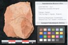 Foto (Objekt + Etikett) von Glyptostrobus europaeus Brongniart (NHMW-GEO-2024-0188-7956)